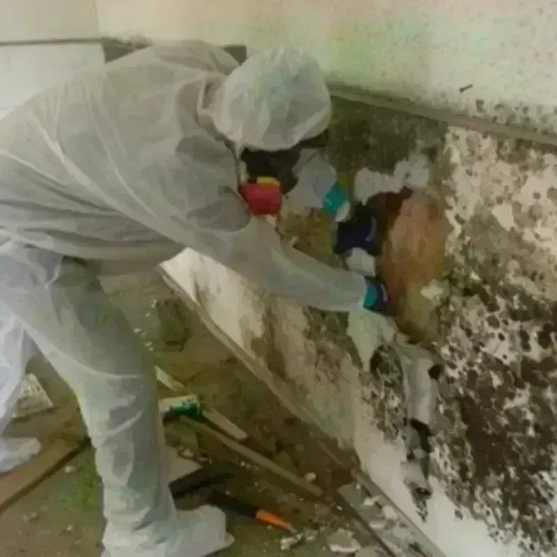 Mold Remediation and Removal in Palmerton, PA